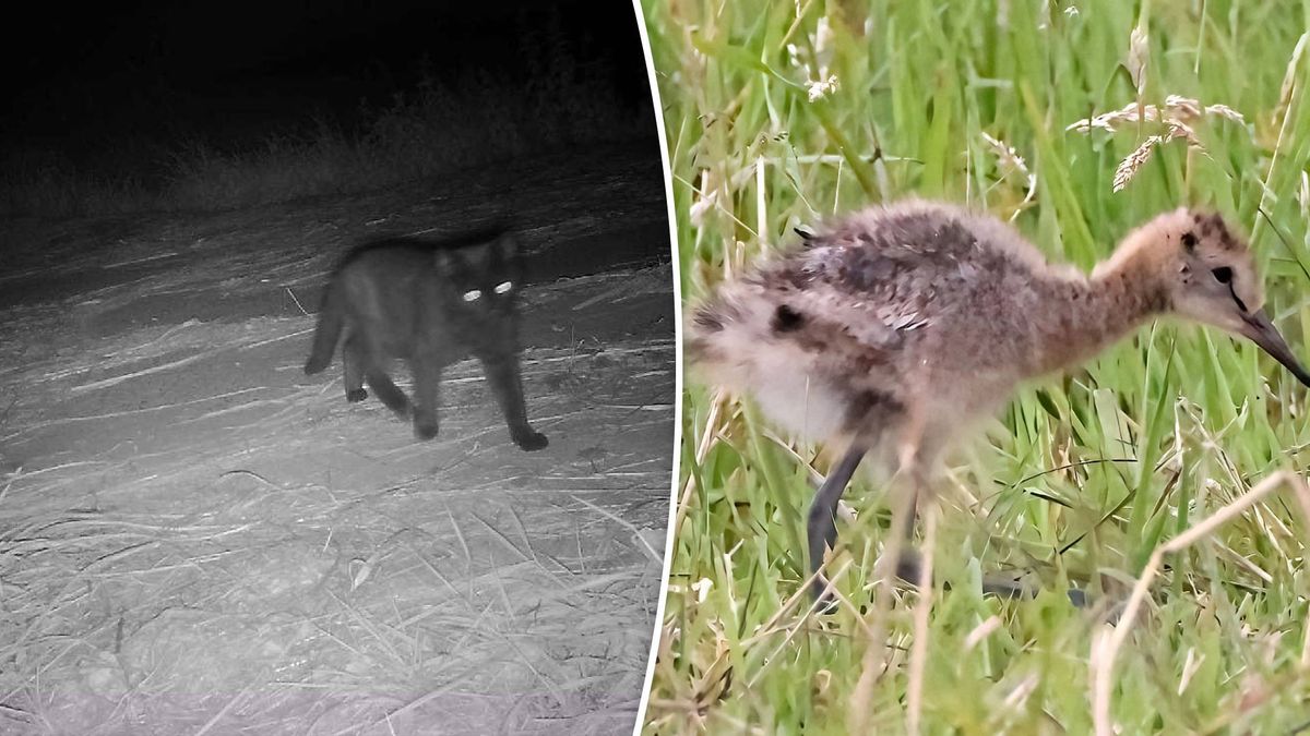Weidevogelbeheerder over afschieten katten: 'Heeft geen zin'