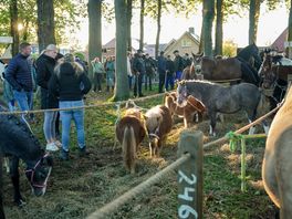 Bijna 1100 paarden, een gezellige Zuidlaardernacht en wat opstootjes: 'Die jeugd pakken we nog wel'