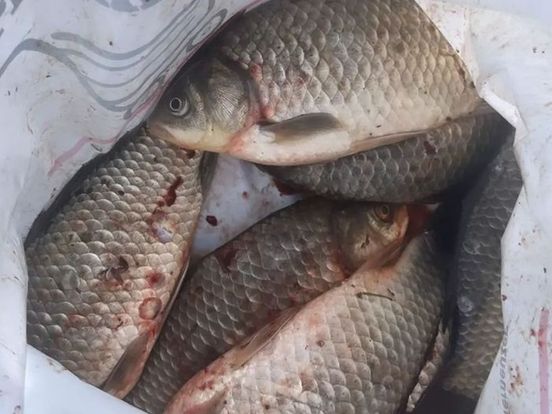 Politie bekeurt foute vissers in Terneuzen