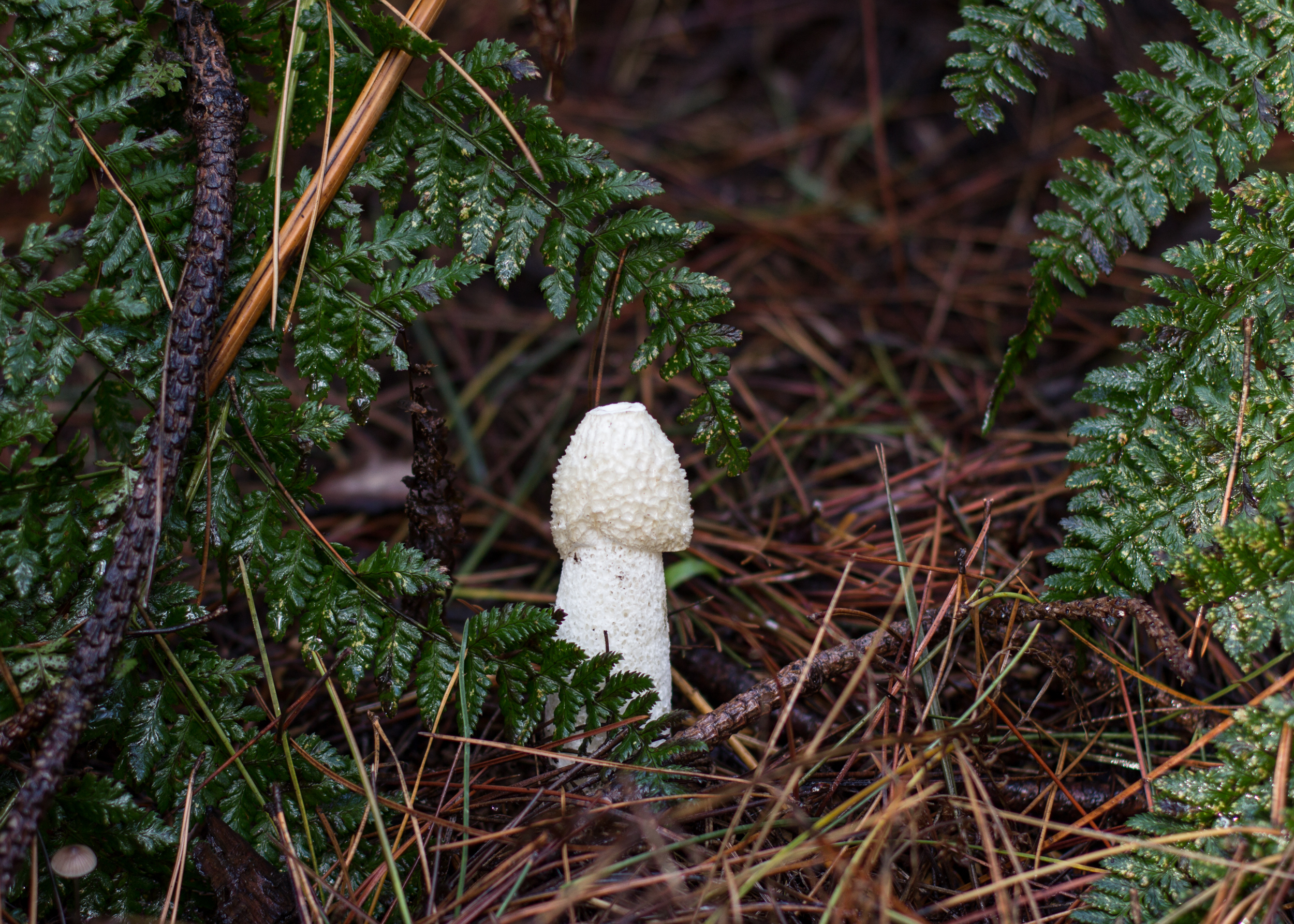 De grote stinkzwam is een van de veelvoorkomende paddenstoelen in Fryslân