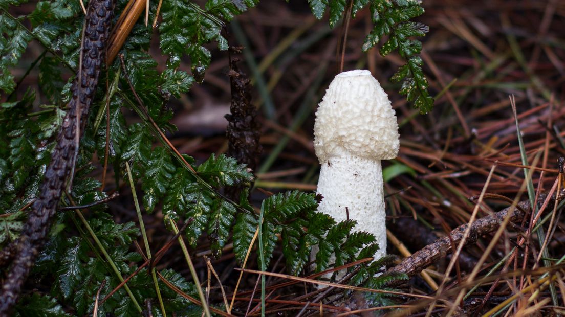 De grote stinkzwam is een van de veelvoorkomende paddenstoelen in Fryslân