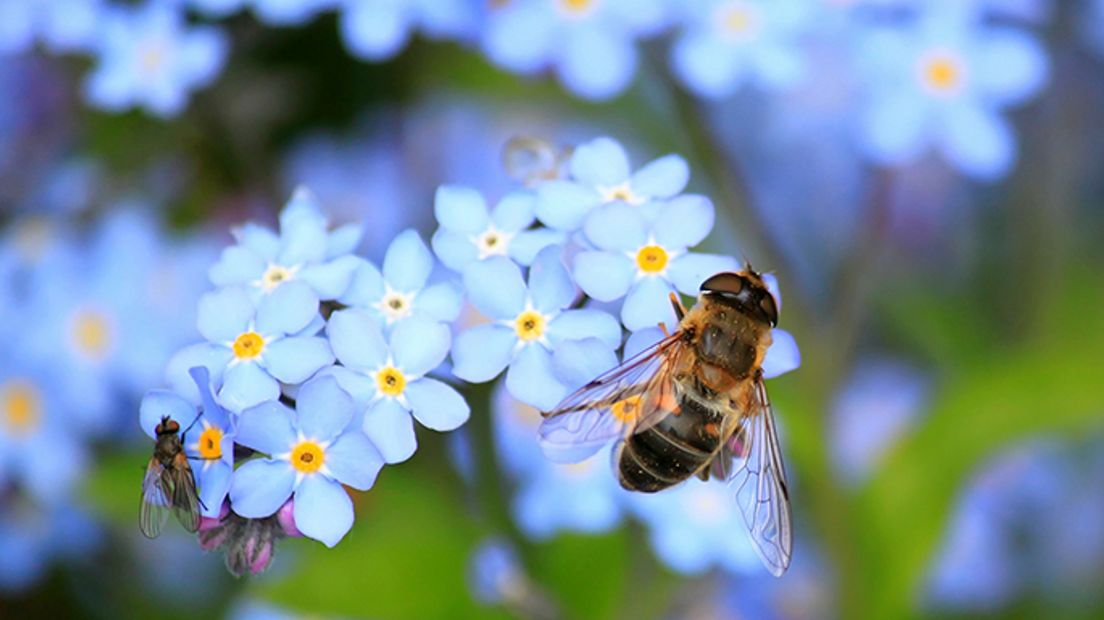 Meer insecten in het Zuiderpark dankzij bloemrijke plekken (Rechten: Pixabay)