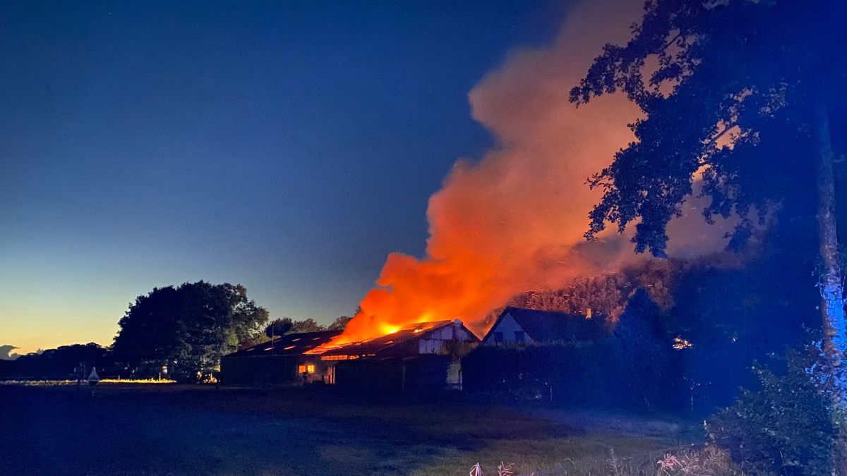 Brandweer in actie voor zeer grote brand in stal in Oldeberkoop, aantal kalveren komt om