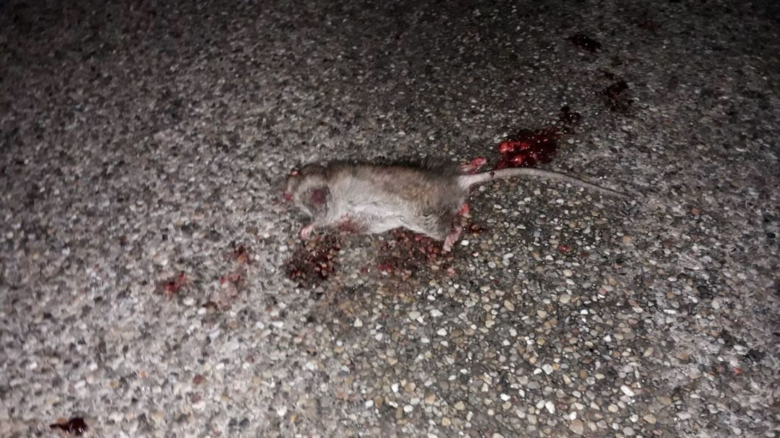 Een doodgereden rat bij de boerderij van Erik Hanse