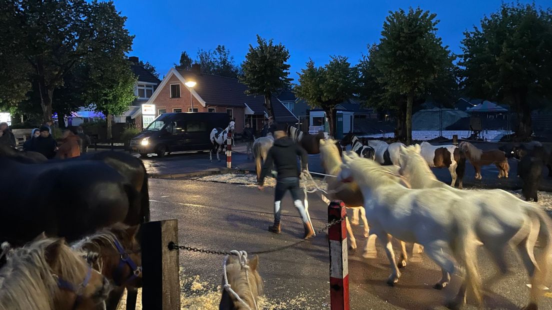 Paarden worden aangevoerd door de straten van Roden