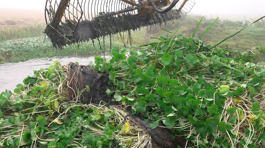 De grote waternavel wordt machinaal aangepakt