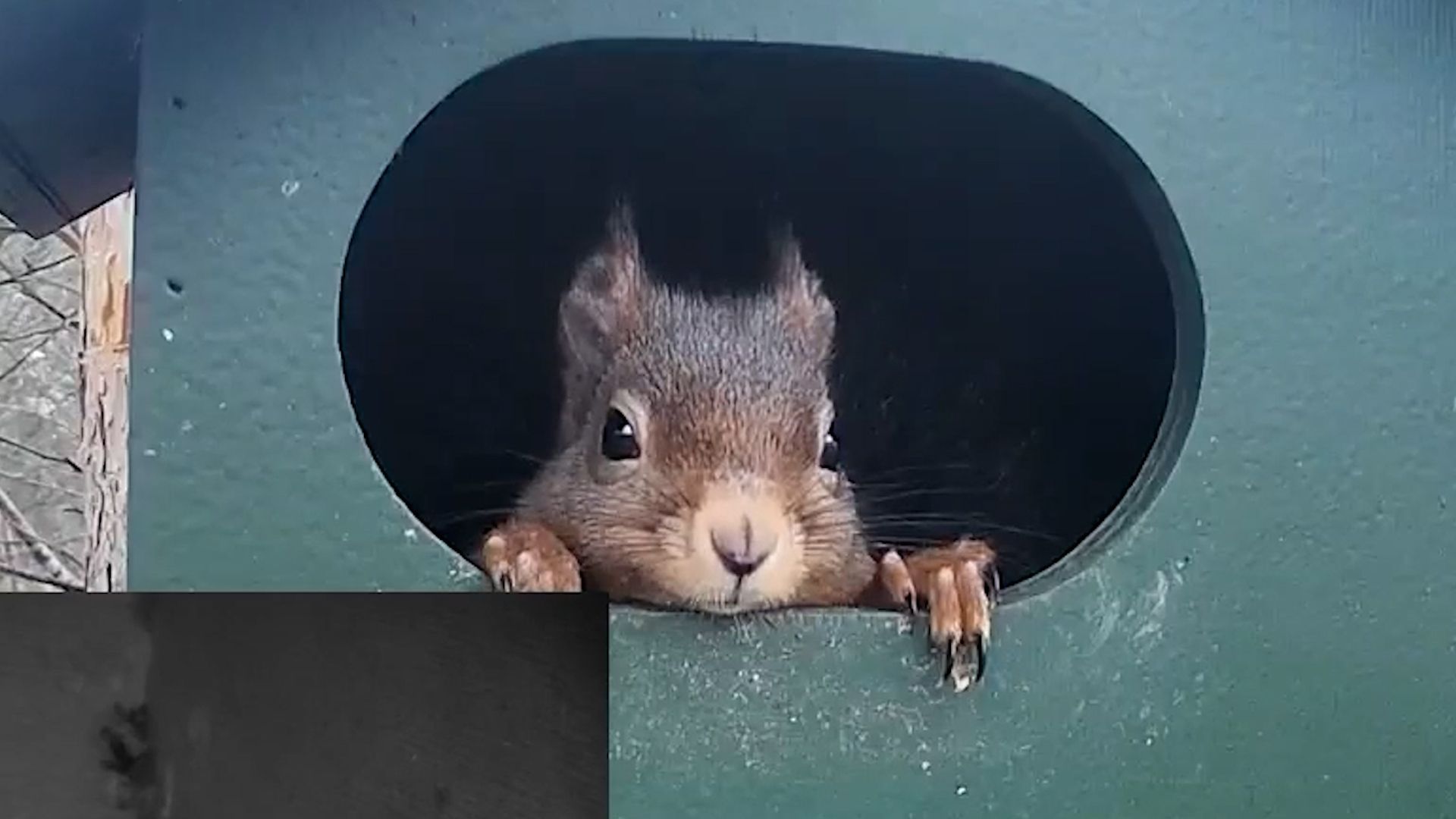 Een eekhoorn is al druk bezig met het maken van een nestje.