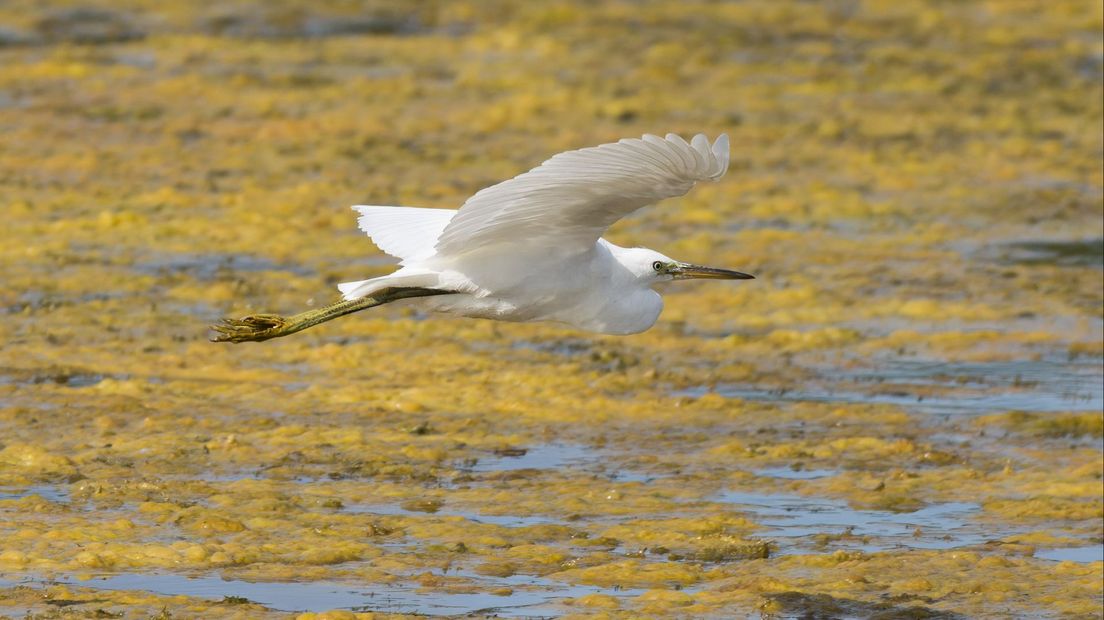 Kleine Zilverreiger Ommermars