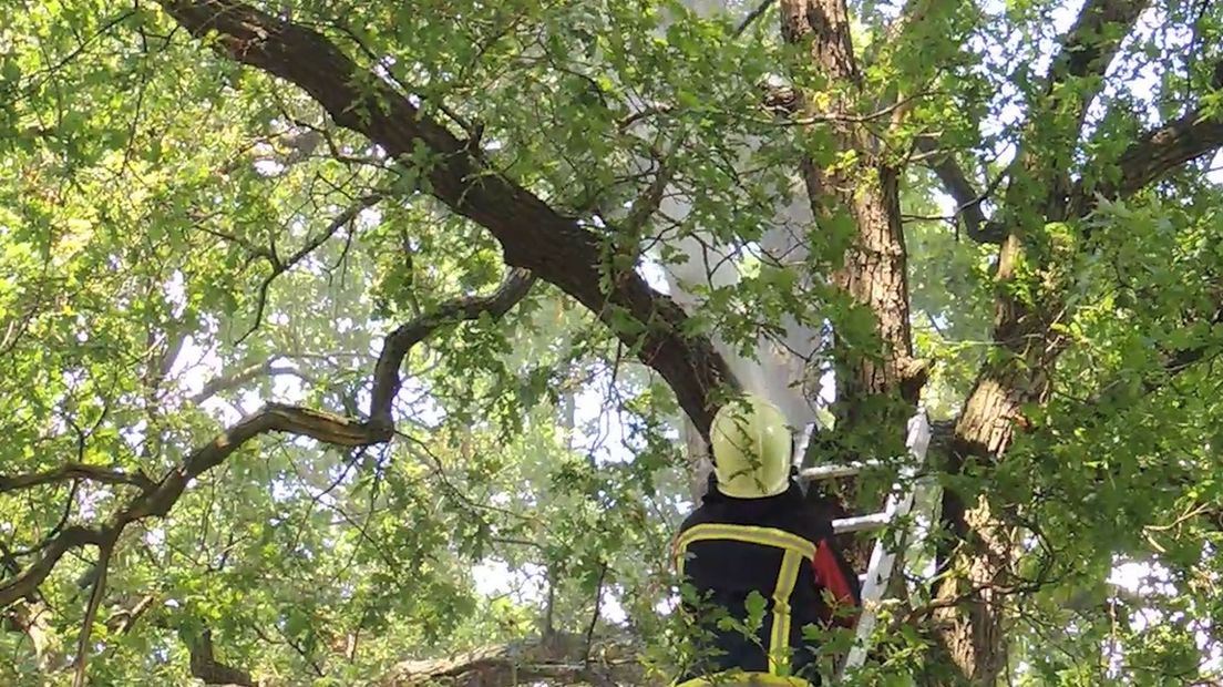 Brandweer spuit kat uit boom