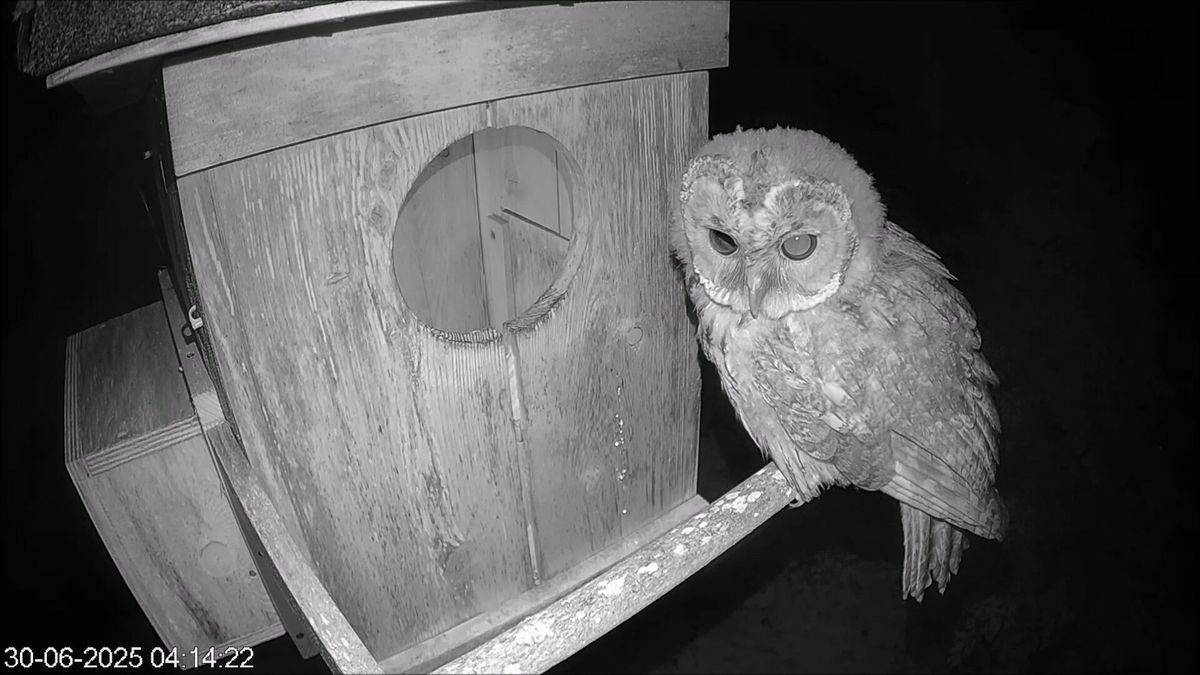 Bosuil keert tijdelijk terug naar nest