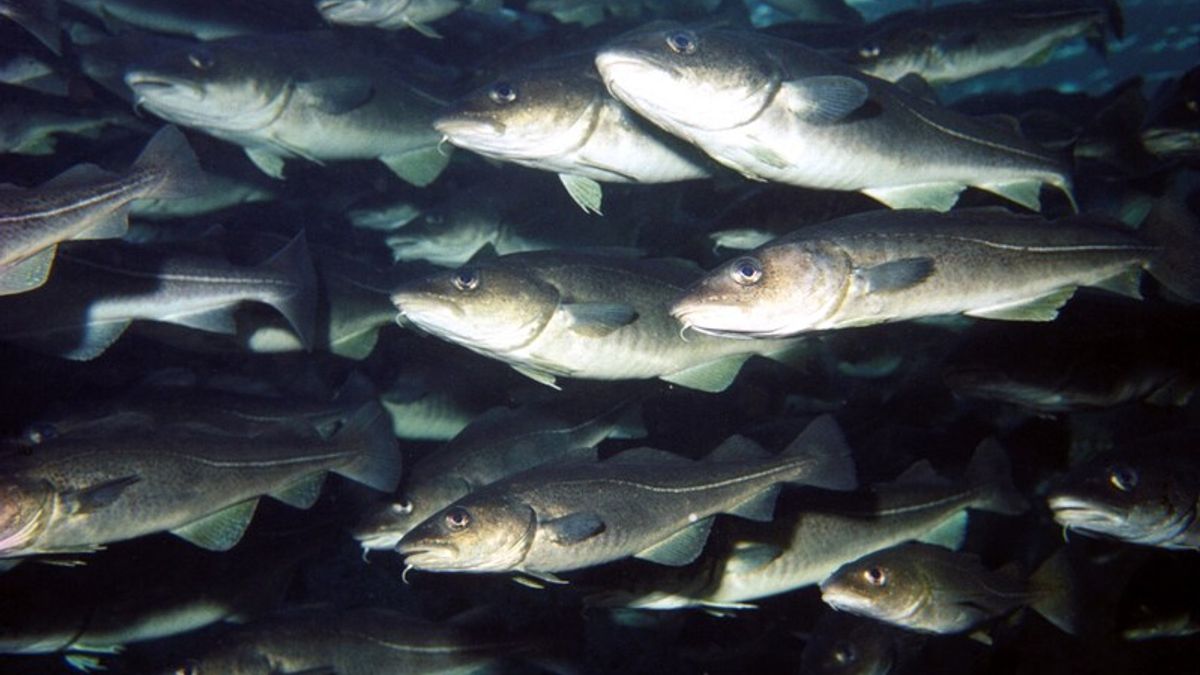 Nieuwe grote viskwekerij erbij in Zeeland