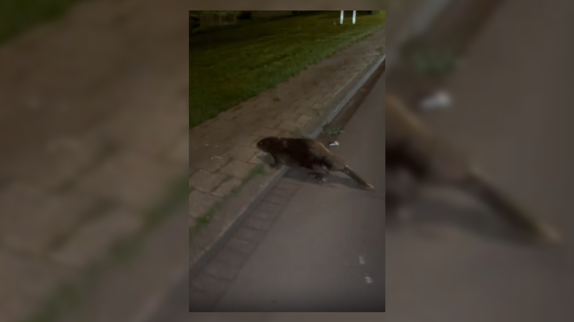 De bever liep vlak bij de Yuverta school
