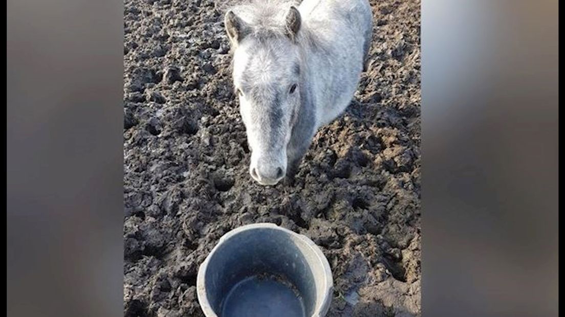 De verwaarloosde pony's en paard die in beslag zijn genomen