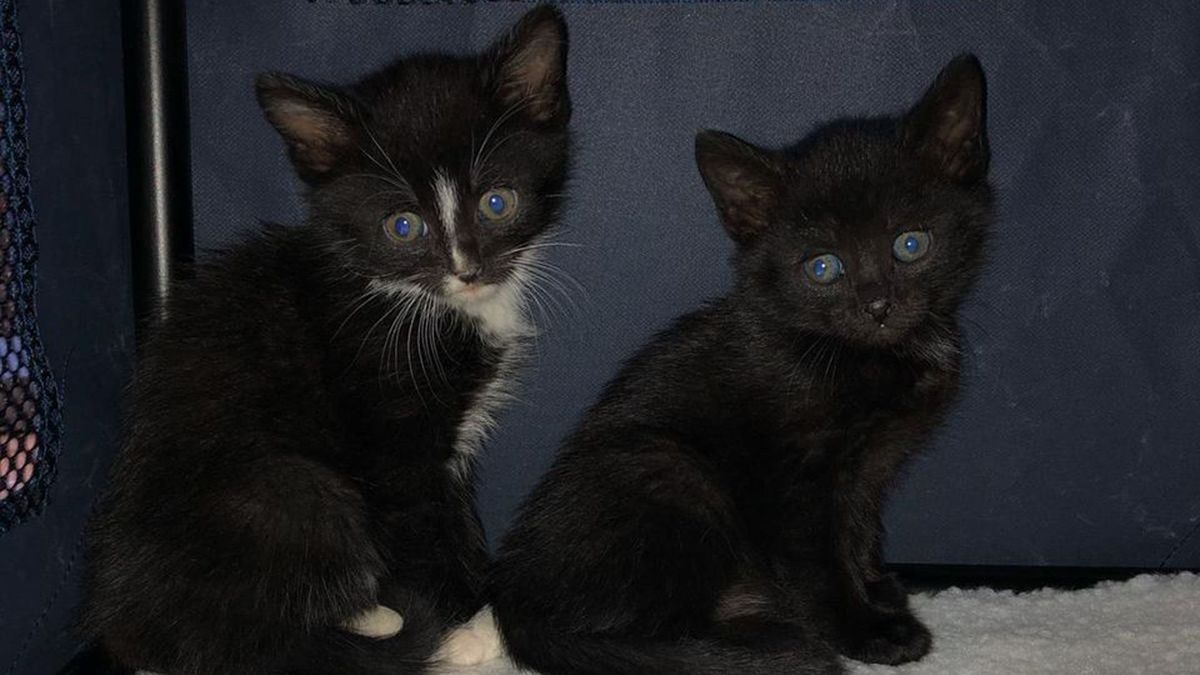 Zwarte kat concurreert met lapjeskat: 'Ze zijn misschien wel liever'