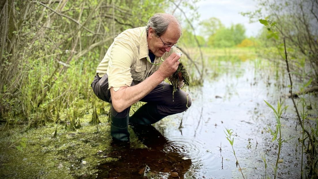 Vrijwilligers helpen bij het in kaart brengen van invasieve woekerplanten in de Drentse natuur