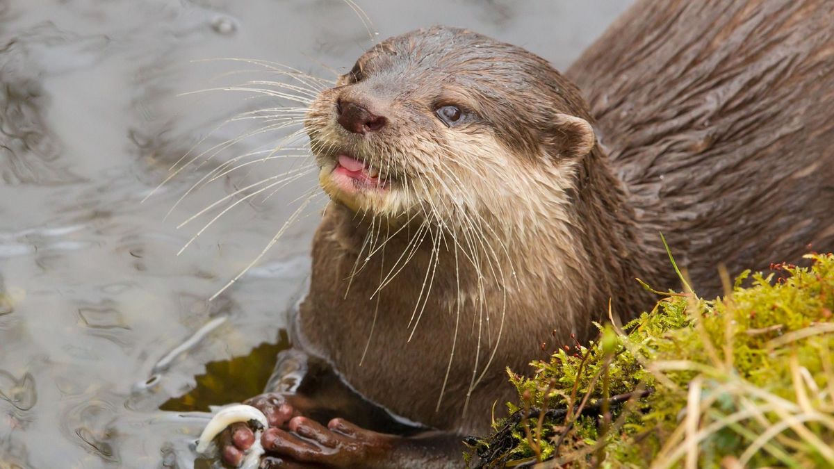RietNymf in Munnekeburen sluit laatste 'echte' otteropvang: niet meer nodig