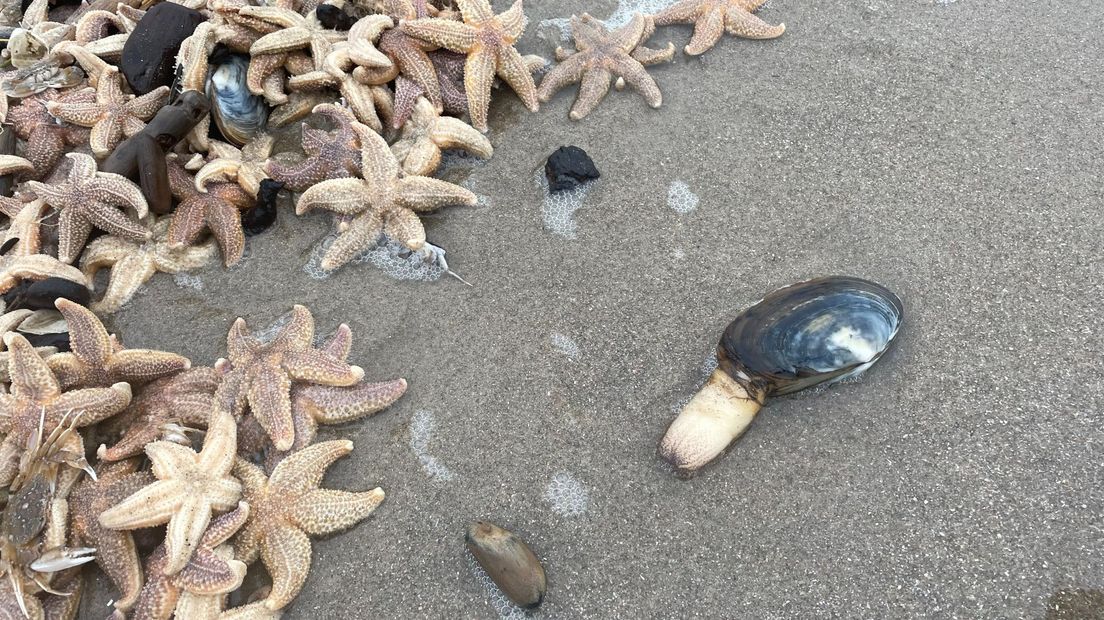 De piemelmossel tussen allemaal zeesterren