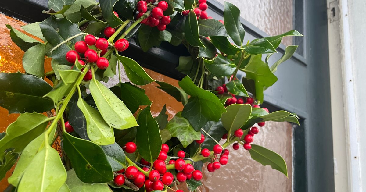 Van hulst tot maretak: wat is het verhaal achter het kerstgroen? - RTV