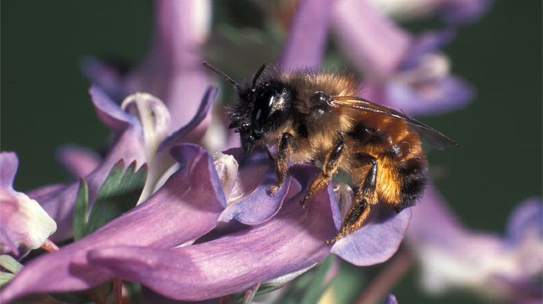 De rosse metselbij is een van de meest getelde bijen
