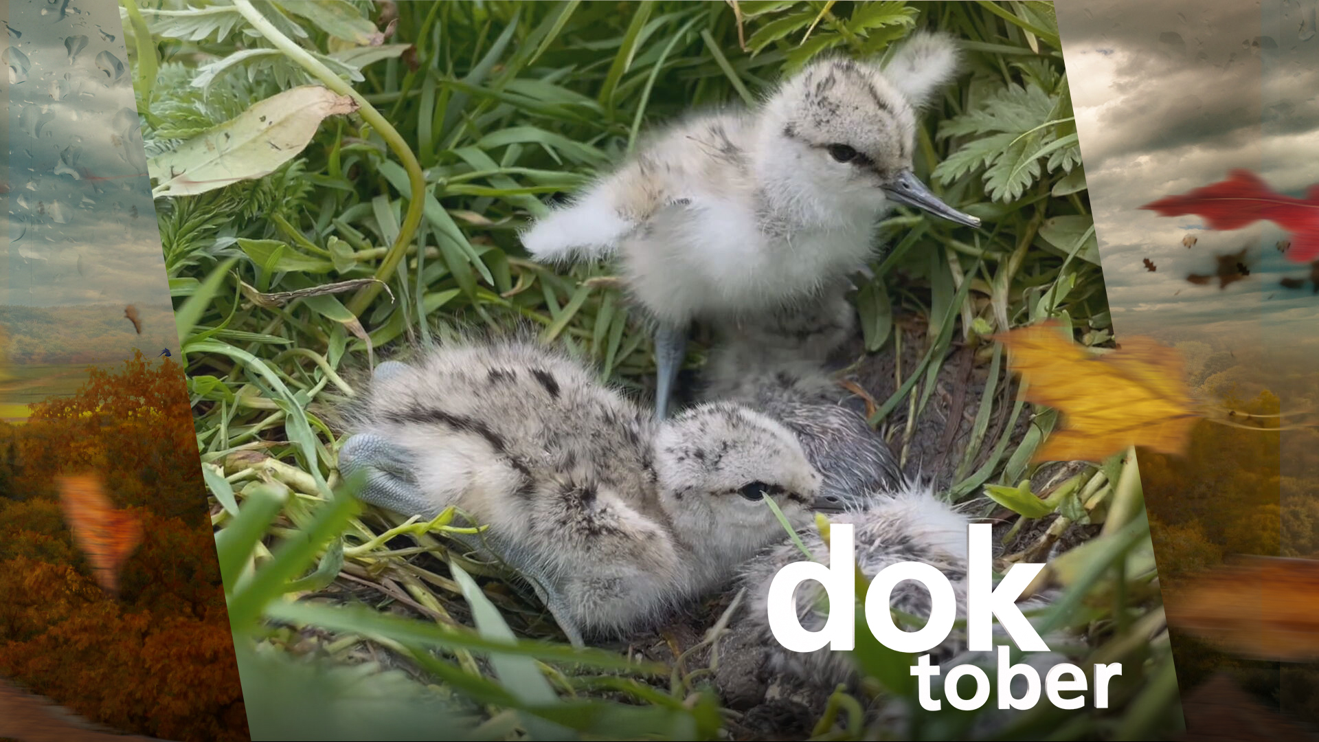 DOKtober: Hoeders fan de Hounspolder