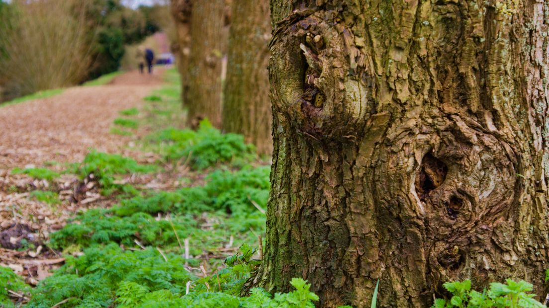 Het gaat om bijna 9000 bomen in totaal