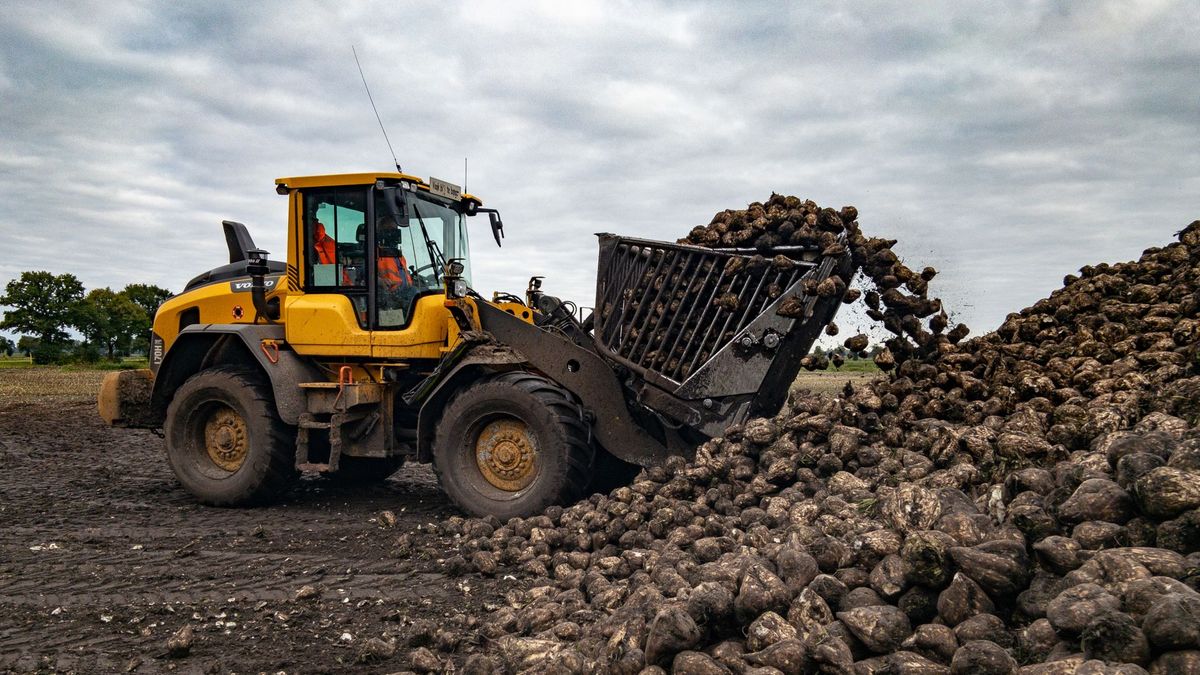 Suikerbietencampagne weer in volle gang, chauffeurs rijden af en aan