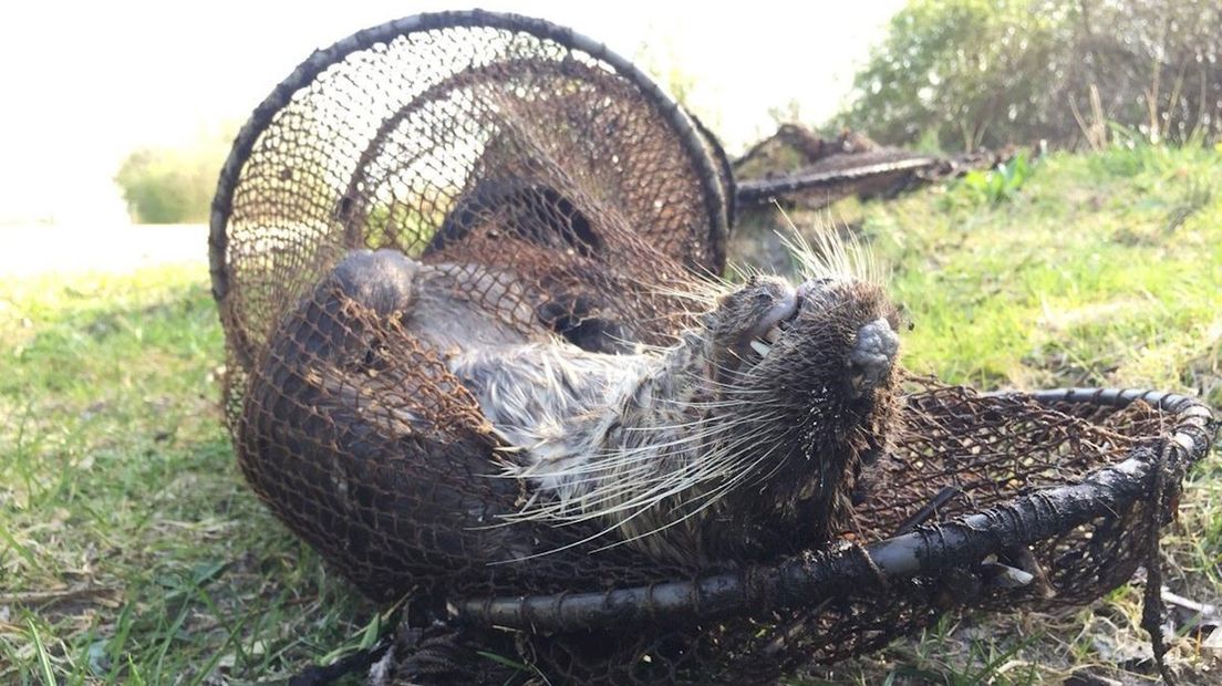 Otter sterft 'langzame en vervelende' dood in illegale fuik