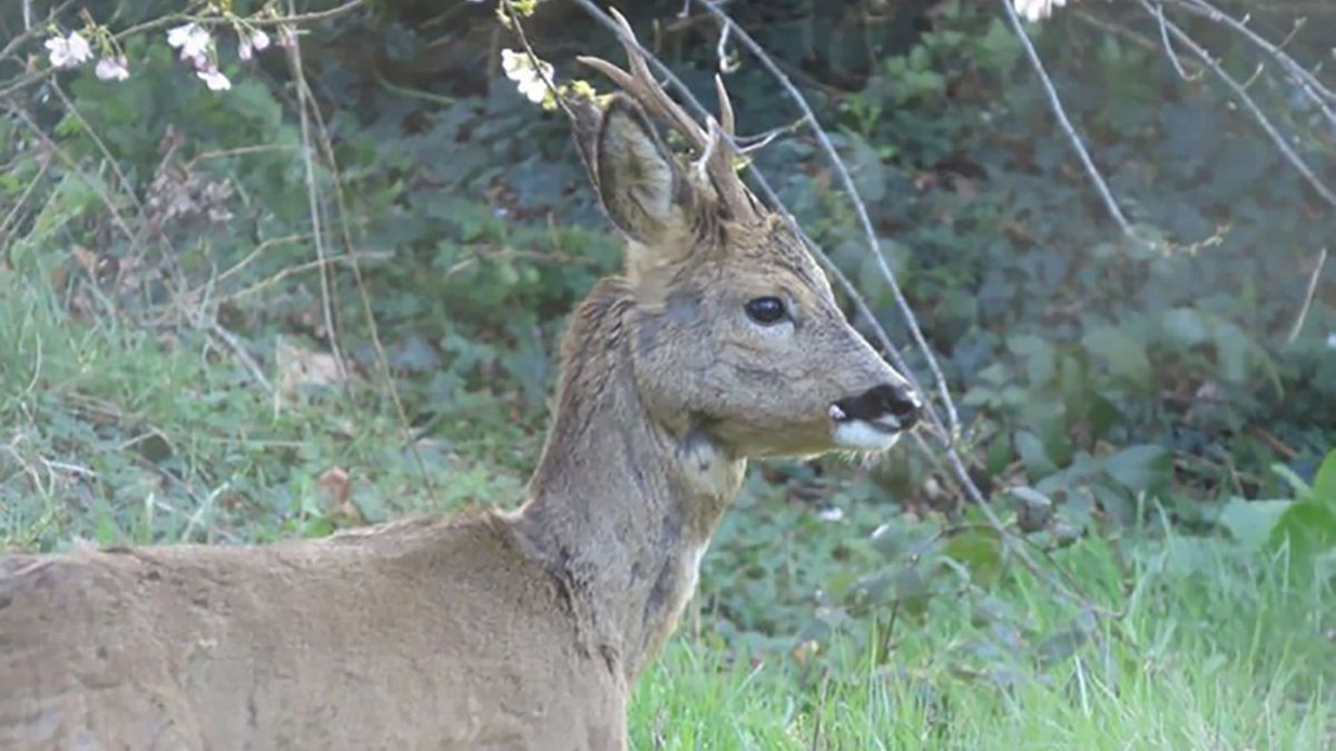 Reebok zoekt laatste toevlucht in een tuin