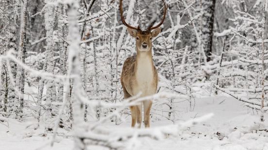 Dit zijn de mooiste sneeuwfoto's van de dag