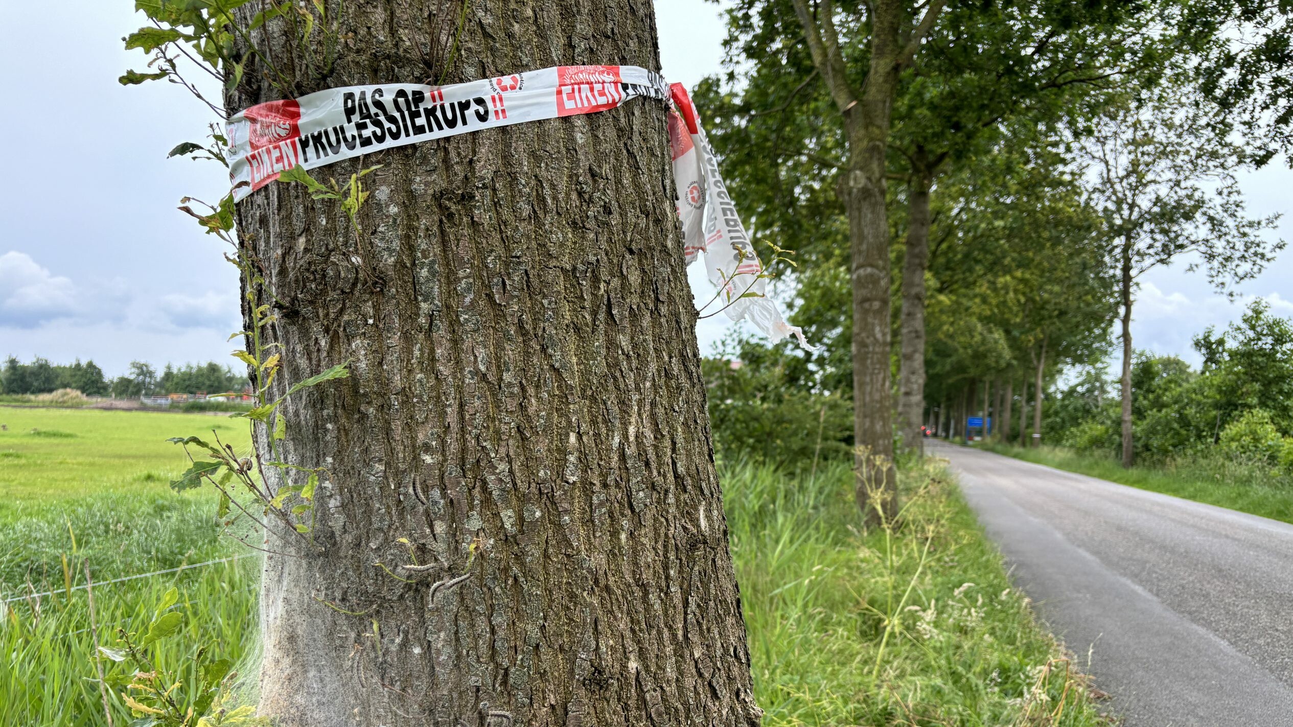 Ikeprosesjerûp hieltyd noardliker: "Net in skoft ûnder in beam stean"