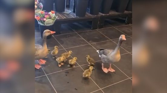 Familie Gans brengt bezoekje aan bloemenwinkel Home