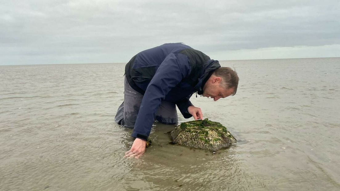 Onderzoeker Tjisse van der Heide bij een kunstrif
