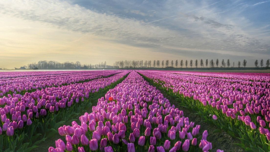 Tulpenveld in Lamswaarde