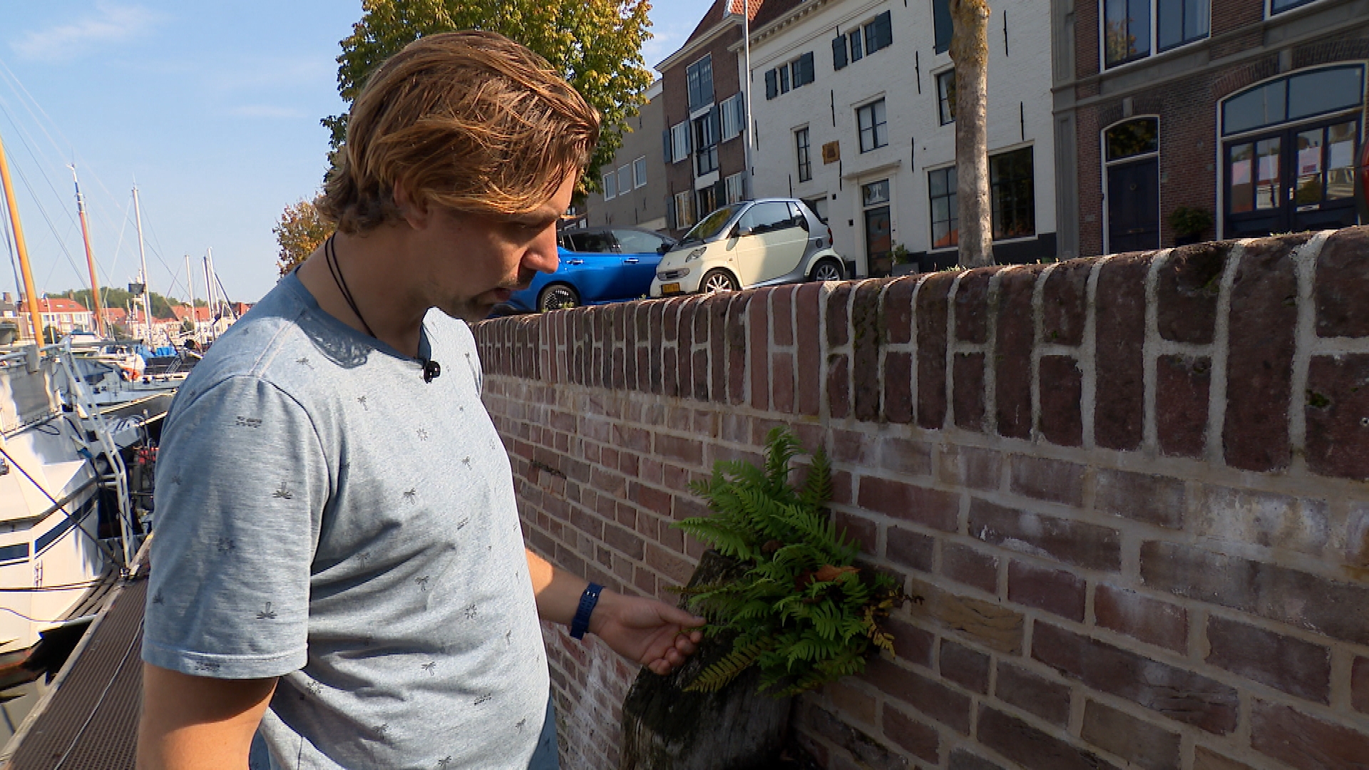 Bijzondere muurplanten krijgen een tweede leven in Middelburg en Goes