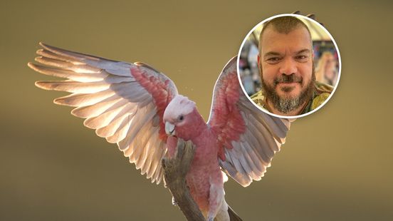 Jorg onderzocht of vogels vliegen leuk vinden: 'Beetje zoals seks' Home