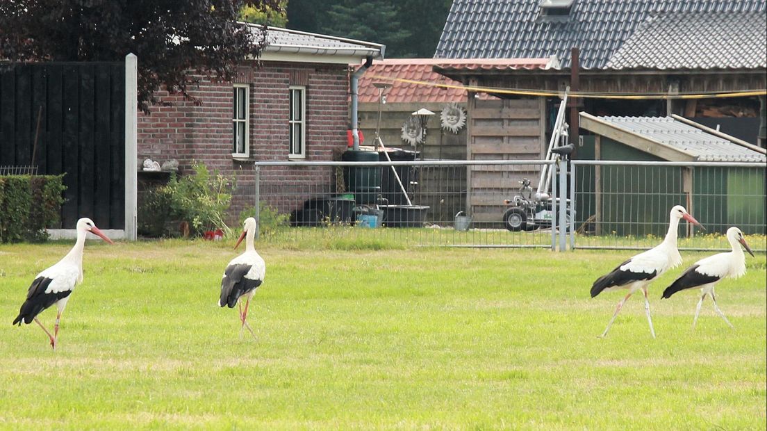 Een geliefde plek voor ooievaars: Den Ham