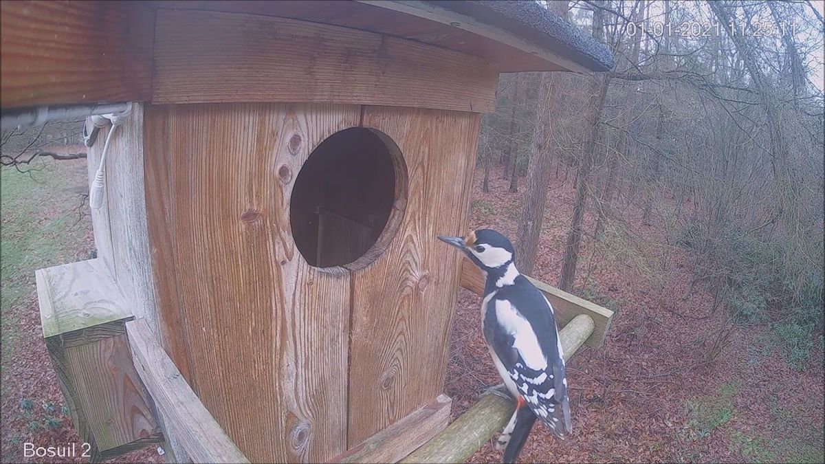 Bezoek bij de bosuilen in Nijensleek