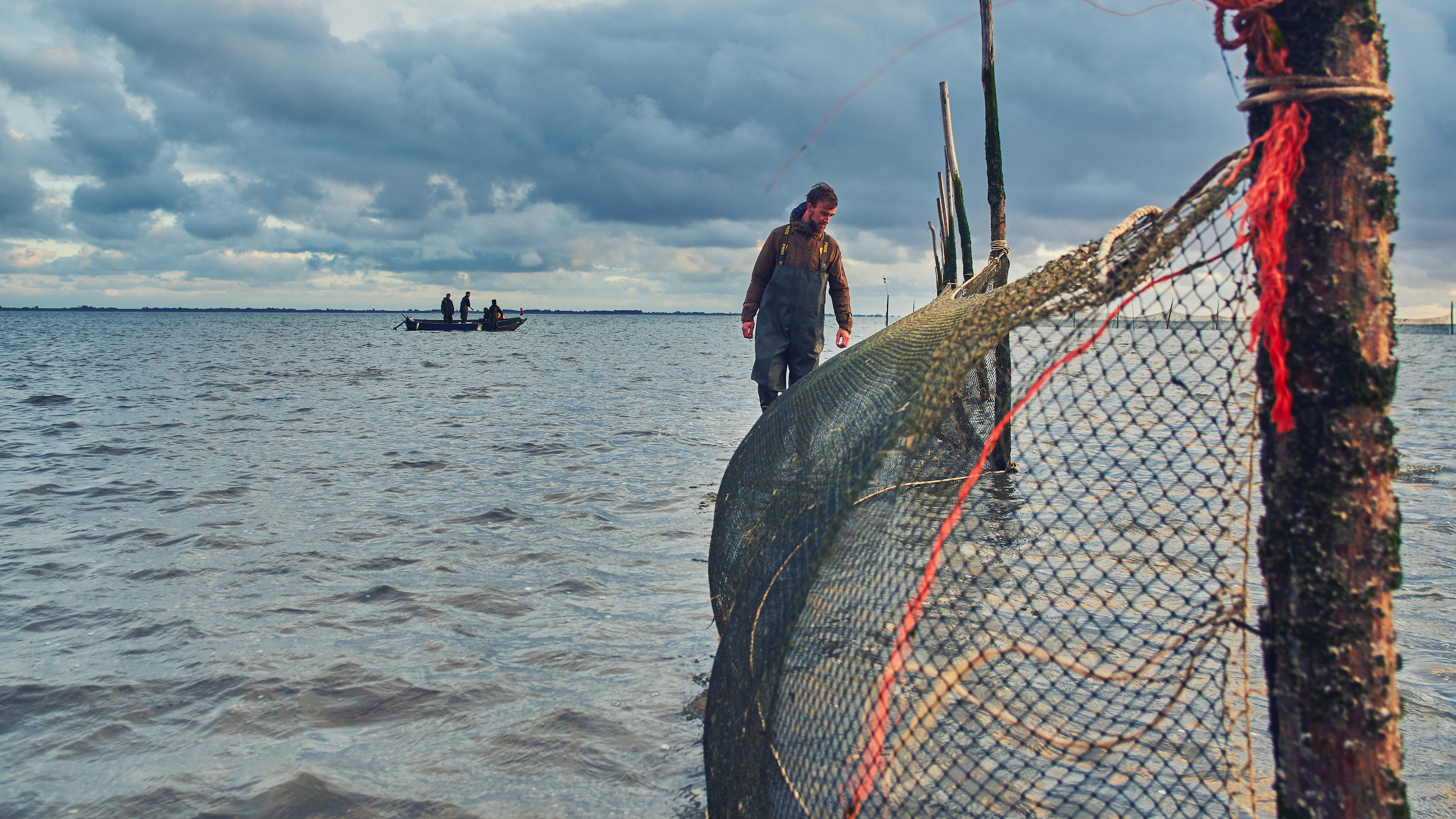 In de oostelijke Waddenzee zit veel jonge vis: "Een goed teken"