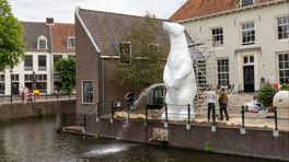 Pissende IJsbeer pist verder in Groningen