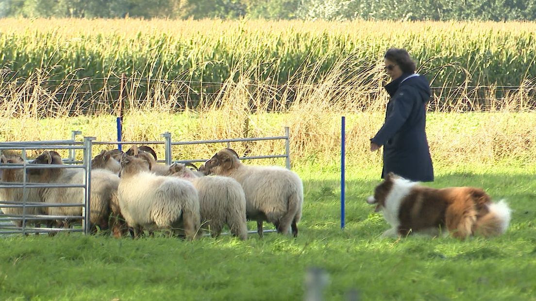 Zaamslag schapen hoeden