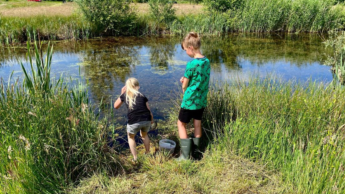 Kinderen ontdekken tijdens de IVN Slootjesdagen wat er in de sloot leeft