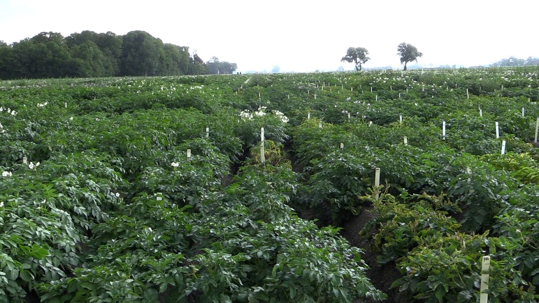 Proefveldjes met potentieel nieuwe aardappelrassen