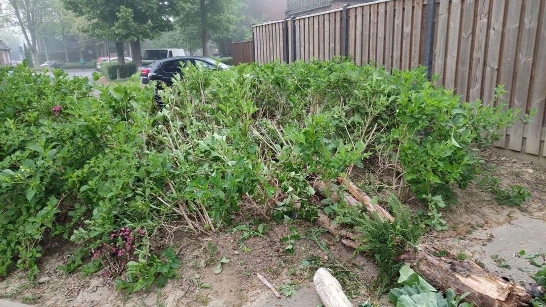 De automobilist richtte een ravage aan in plantsoentjes in de buurt