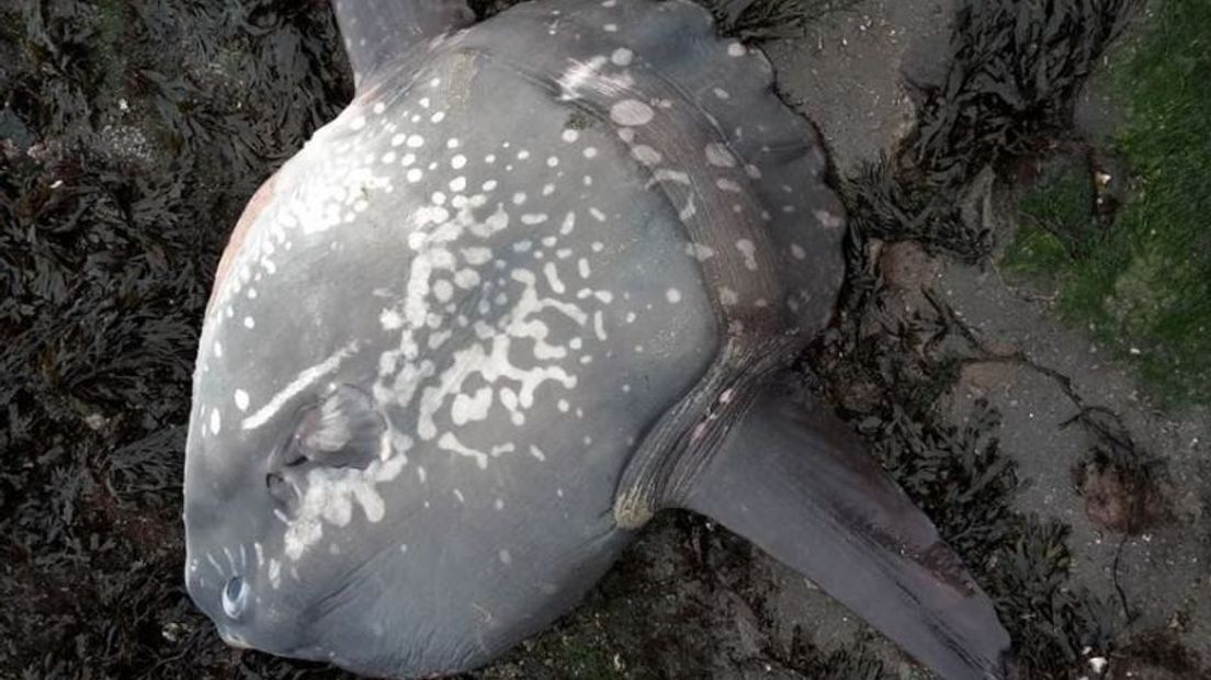 De aangespoelde maanvis werd gevonden bij Colijnsplaat