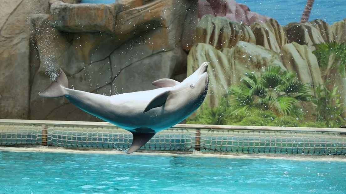 Twee organisaties vrezen de verkoop van Harderwijkse dolfijnen aan China.