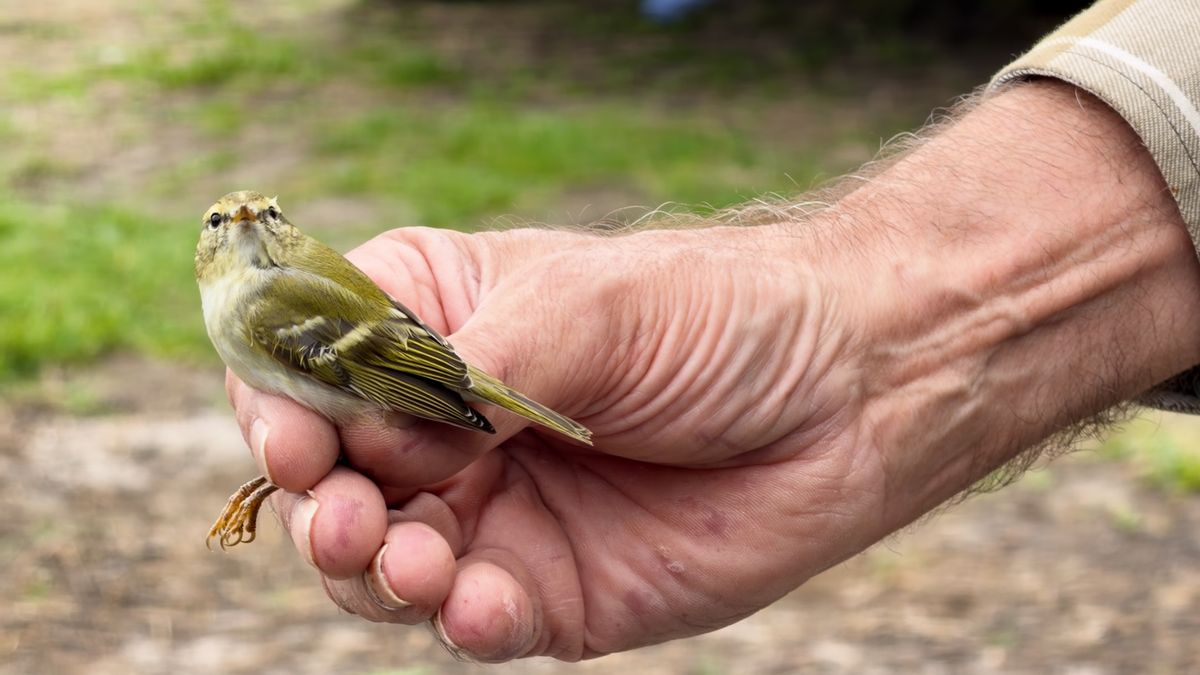 Gerrit ringt al veertig jaar vogels op Vlieland: 