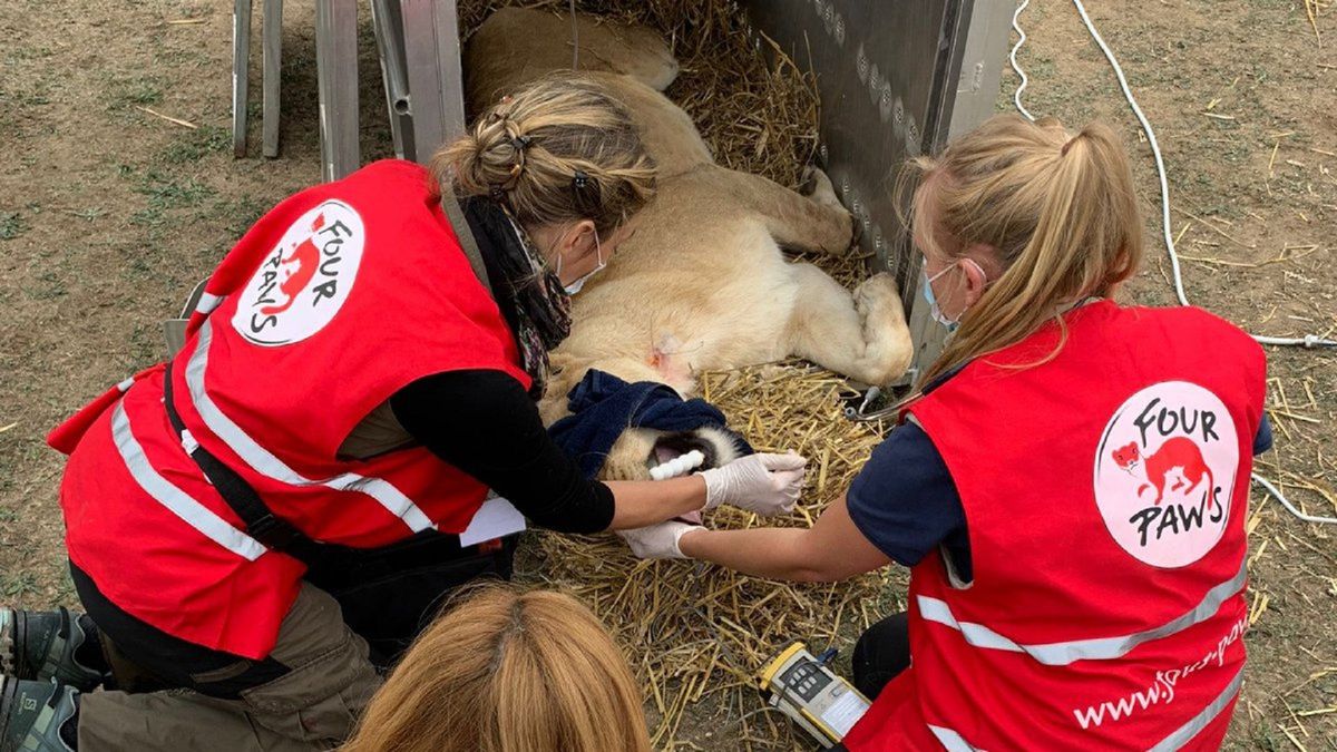 Roemeense leeuwen voor Nijeberkoop: 