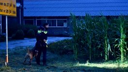 Agenten omsingelen maisveld voor arrestatie in Leunen
