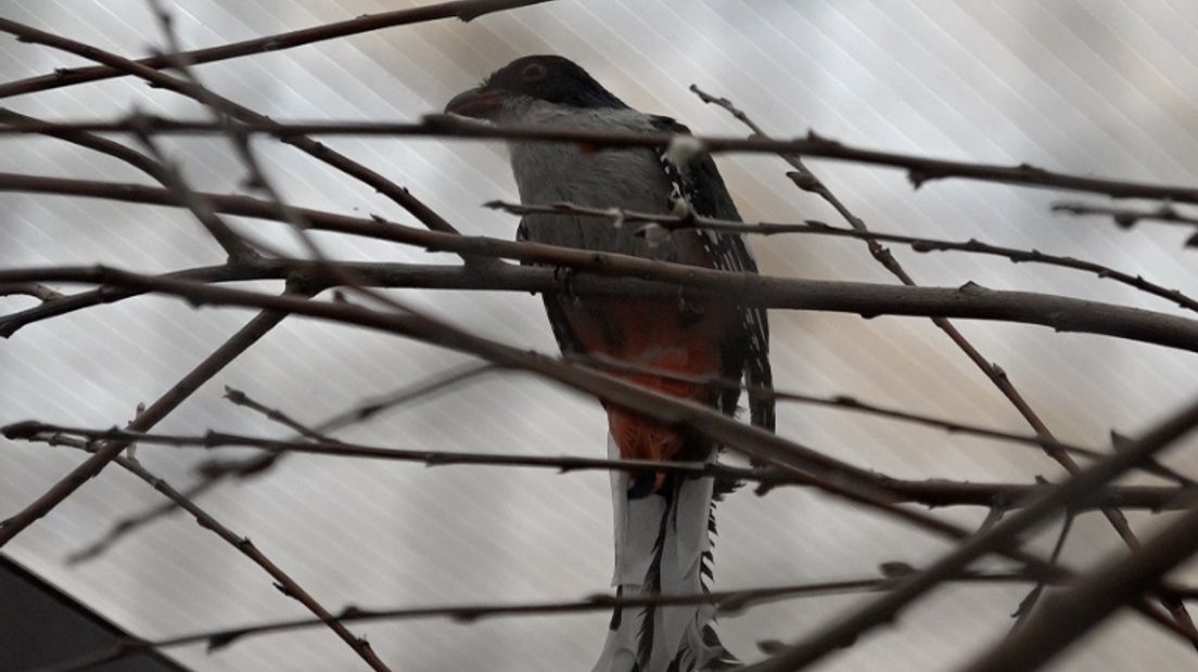 Trogons komen uit Zuid-Amerika en zijn erg zeldzaam (Rechten: Janet Oortwijn/RTV Drenthe)