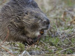 Uitzonderlijk: bever hapt naar enkel van MTB'er